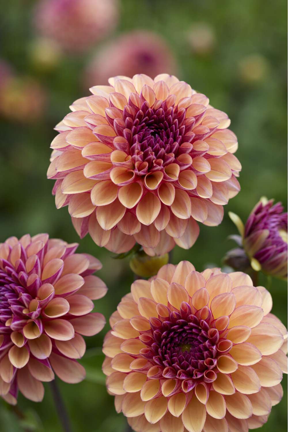 Dahlia 'Palmares'